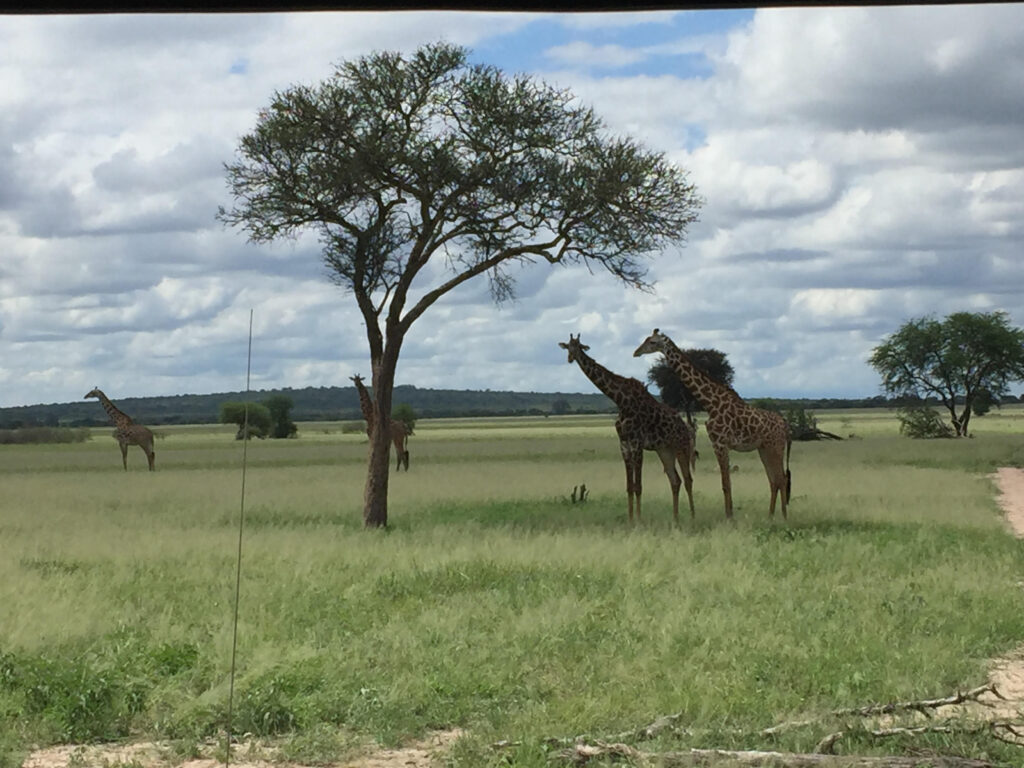 Safaritur i Tanzania